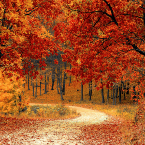 Aromaterapia en otoño